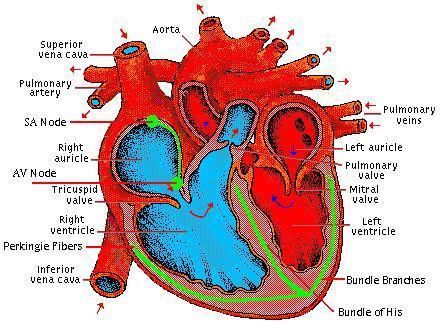 heart.JPG (205352 bytes)